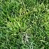 TENACITY HERBICIDE PRE POST EMERGENT HOW TO APPLICATION GUIDE KILL CRABGRASS SUPPRESS POA