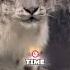 Snow Leopard Meets A Tiger