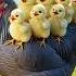 Meet Bella The Majestic Hen And Her Adorable Chicks A Heartwarming Journey Through Nature