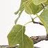Fig Bonsai Care Ficus Carica 2