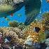 11HRS Stunning 4K Underwater Footage Music RAINBOW REEF 2 Rare Colorful Sea Life Ambient Film