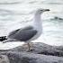 SEABIRD