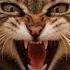 Cat Sound Angry Creepy Cat Meowing Scary Cat Song Creepy Cat Noise