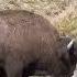 Bison Headbutts Car In Yellowstone National Park