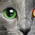 MUST KNOW Russian Blue Cat PROS And CONS