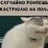 мем лайкподписка Cat кот кастрюля