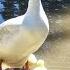 Domestic Geese Honking Sound Effect NCS