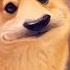 Shiba Inu Dog Uses SNAPCHAT FILTERS