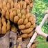 Collected Wild Banana That Contain Seeds Collecting And Eating Wild Fruits Village Life