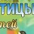 Дикие птицы для детей Знакомство и особенности птиц Пальчиковая гимнастика Видеозанятие для детей