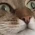 Cute And Funny Cat Videos To Keep You Smiling The Pet Collective