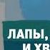 Карусель анонс Лапы морды и хвосты лето 2018