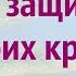 Христианская песня Буду жить под защитой Твоих крыл