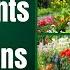 Most Amazing Top 10 Best Plants For Your Rain Gardens