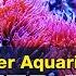 How To Choose Powerheads And Get Flow Right The First Time Saltwater Aquarium Flow