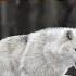 How Wolves Saved Yellowstone