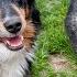 Will These Dogs Finally Become Best Friends Indy Comes Back To Play
