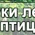 Звуки леса и птиц Звуки природы Лига Свободных Душ