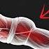 Physio Reveals 5 Science Backed Exercises That Reverse Aging