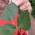 How To Never Have A Serious Poison Ivy Rash Again