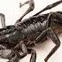 Звук скорпиона Scorpion Sound