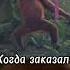 Согласны приколы Shorts Video юмор смешныевидео обезьяна танцы Dance Ozon Ytshorts