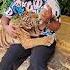 Safariworldbangkok 10 Tigercubs Feeding Thailand Travel Shorts Dailyvlog Dailyshorts Vita