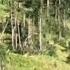 Video Hikers Run From A Grizzly Bear In Glacier National Park