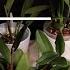 How To Improve Outcomes Cattleya Orchid Repot Tips One Month Update On MnS Haul Cattleya