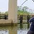 Catching Massive Fish From A Bridge For 2 Hours