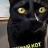 Черный кот перешёл дорогу черному коту Cat нейромультик нейромультики смешно
