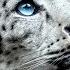 The Home Of The Snow Lepard Part 2 My Secret Big Cat Sanctuary Real Wild