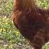 Chickens Roosters Birds Sound Amazing Nature Sounds From The Greek Fauna For Education