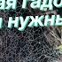 Фу какая гадость или зачем нужны мухи