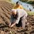 Grandparents Spring Sowing A Grain Of Millet Villagelife Peaceful Scenery Relaxing Village