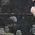 Roddy Piper Et Vince Russo Entre Shoot Et Worked Shoot