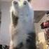 Numa Numa Cat