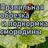 Смородина осенью правильная обрезка и подкормка Shorts смородины