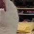 Приколы с котами Смешные коты С ОЗВУЧКОЙ САМЫЕ СМЕШНЫЕ ЖИВОТНЫЕ