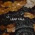 Leaf Fall