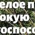 Настрои Г Н Сытина На смелое поведение и высокую работоспособность