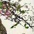 Edit Bonsai Tree With Flowers To Make The Tree Neater And More Graceful