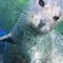 How To Survive A Seal Tickle Attack Seal