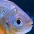 Meet My Piranha Up Close Witness The Raw Power And Elegance In Every Fin Flick Trending Viral