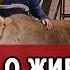 Диалоги о животных о наших северных оленях канал Россия 1