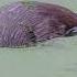 A Wild Eurasian Otter Hunting For Swimming Fish Documentary Wildlife Ecology Rewilding Biology