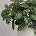 Tropical Foliage Plants Top Genera Part 2 D L