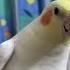 Cockatiel Sound