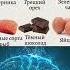 ЭТИ ПРОДУКТЫ ПОЛЕЗНЫ ДЛЯ МОЗГА И ПАМЯТИ какулучшитьпамять мозг питаниедлямозга здоровье память