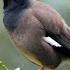 Common Myna And Its Call